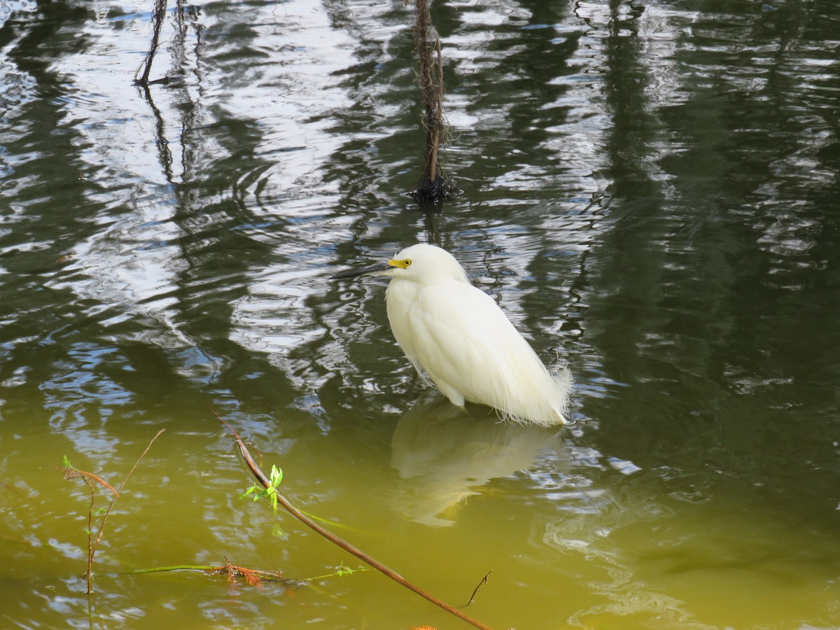 Snowy Egret - ML646635607