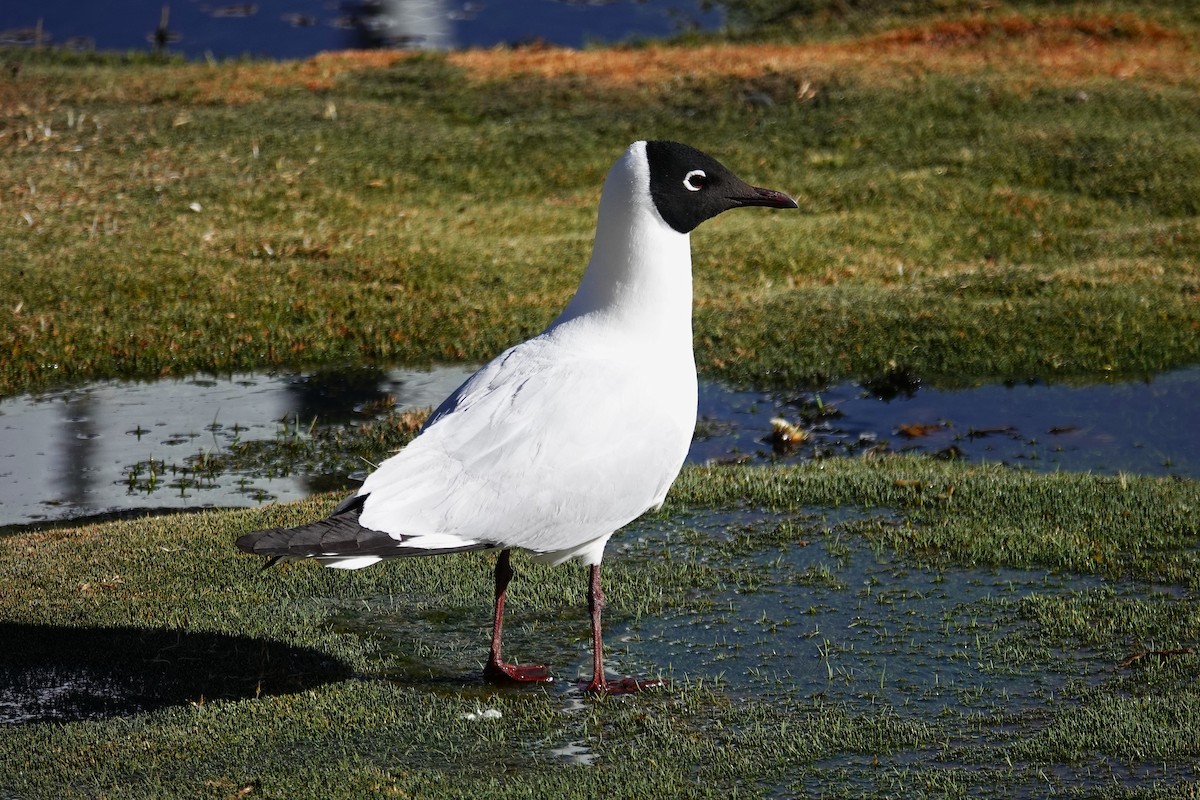 Andean Gull - ML646635608
