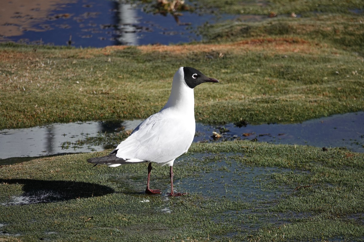 Andean Gull - ML646635609