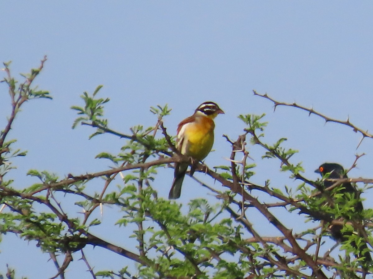Golden-breasted Bunting - ML646635610