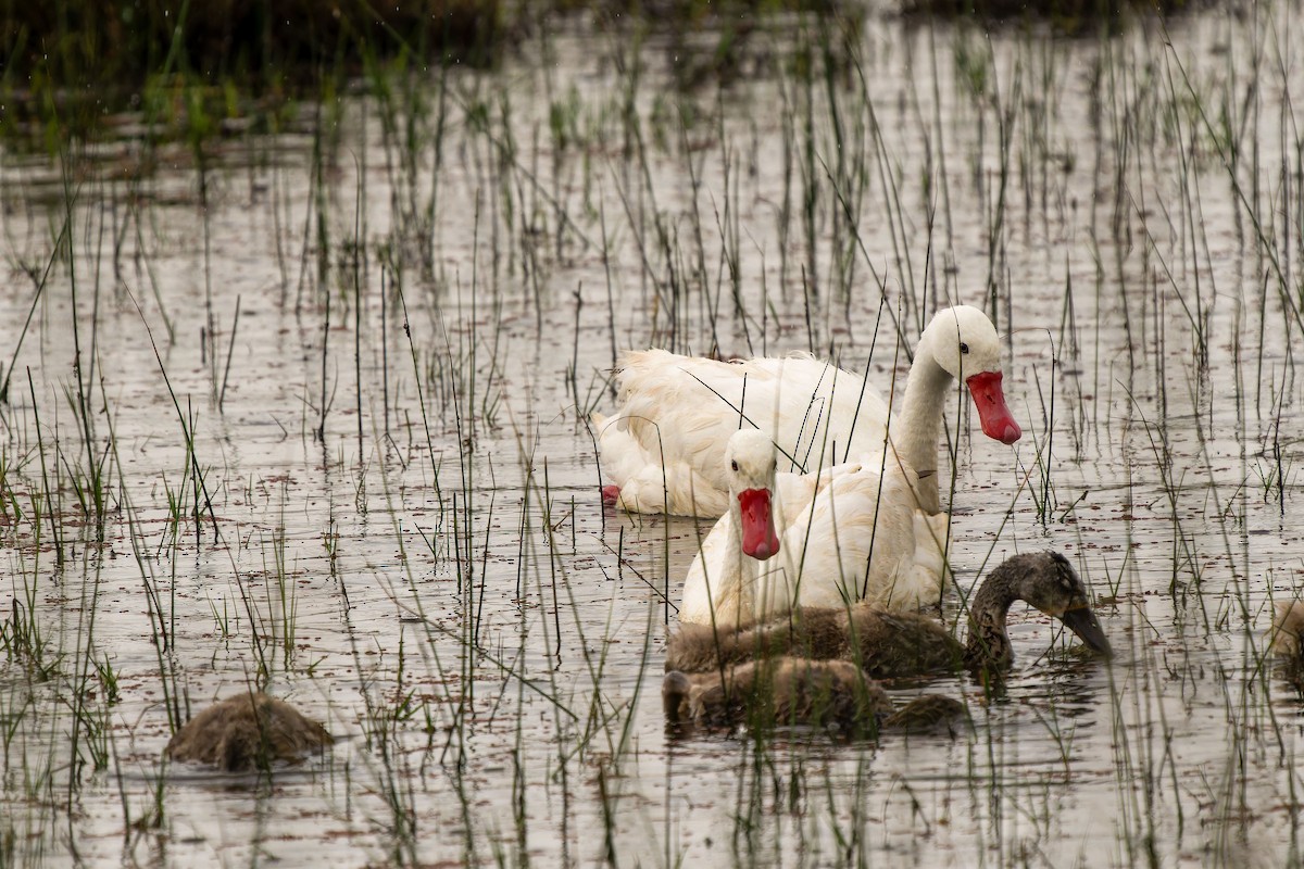 labuť koskoroba - ML646635611