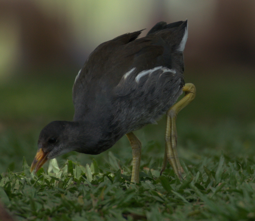 Common Gallinule - ML646635612