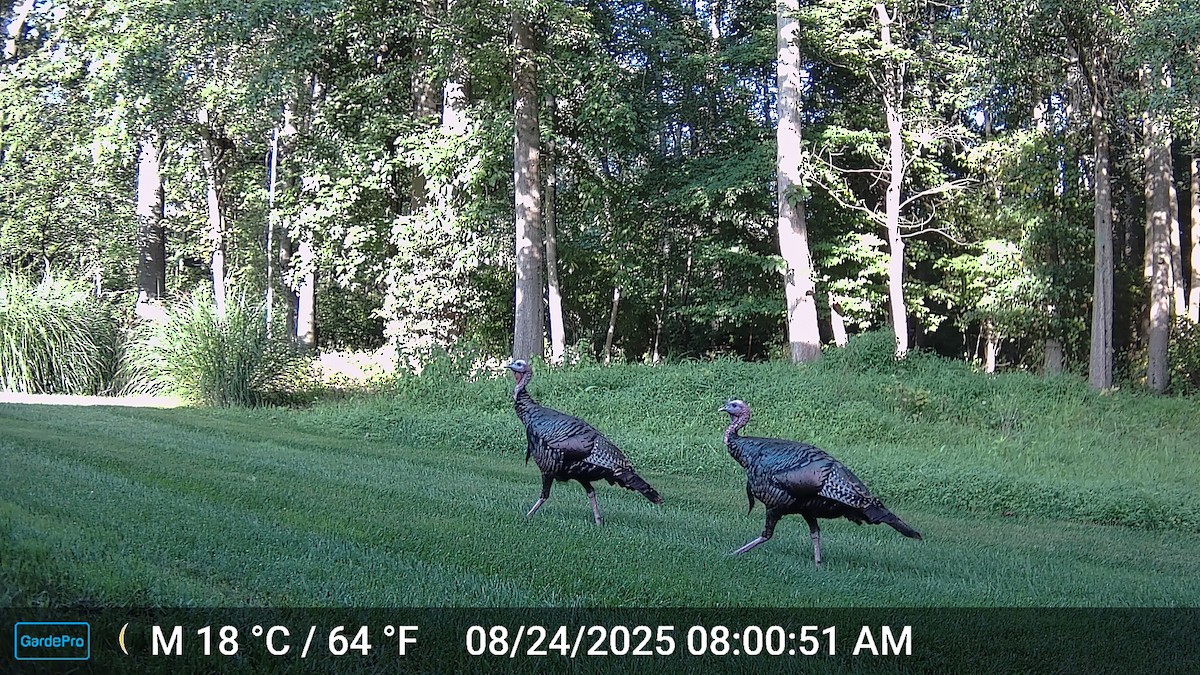 シチメンチョウ - ML646635618