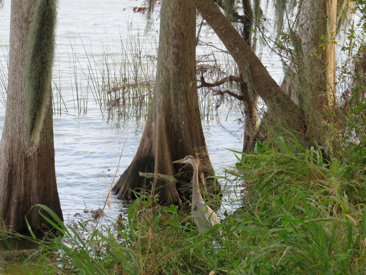 Great Blue Heron - ML646635626