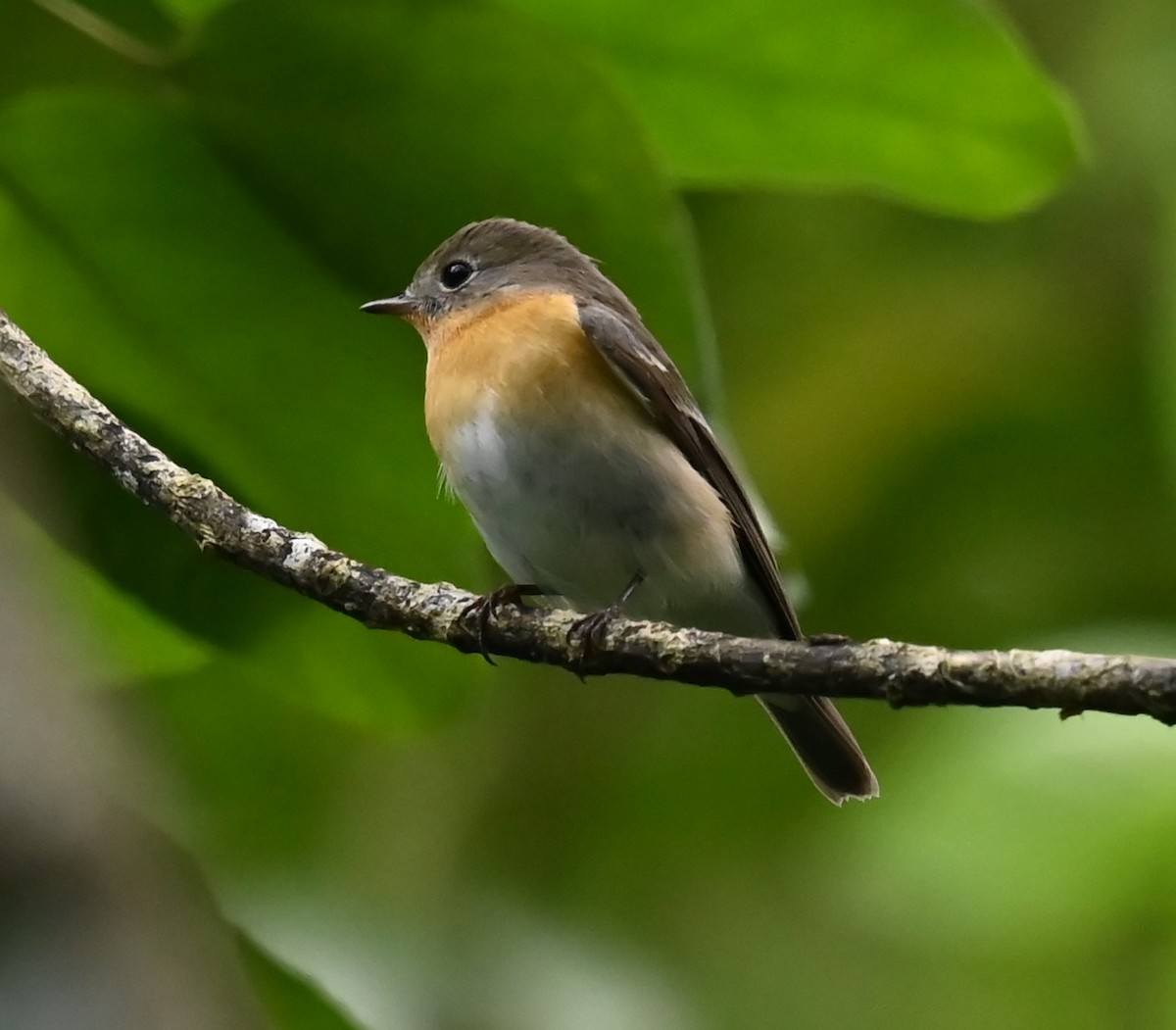 mugimakifluesnapper - ML646635628