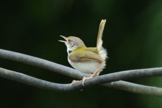 Красношапочная портниха - ML646635633