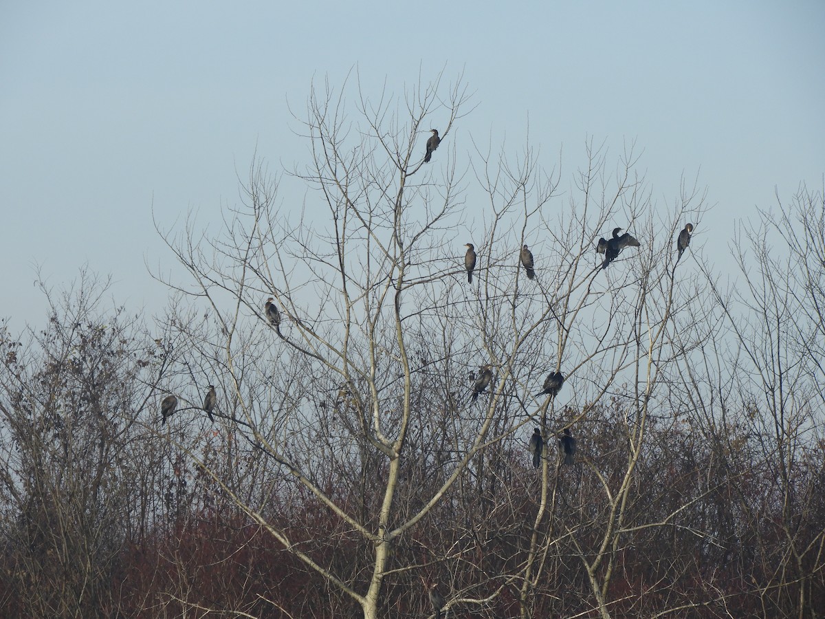 קורמורן גמדי - ML646635635