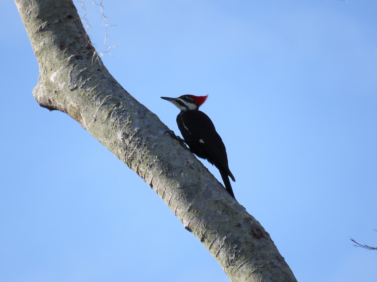 Pileated Woodpecker - ML646635637