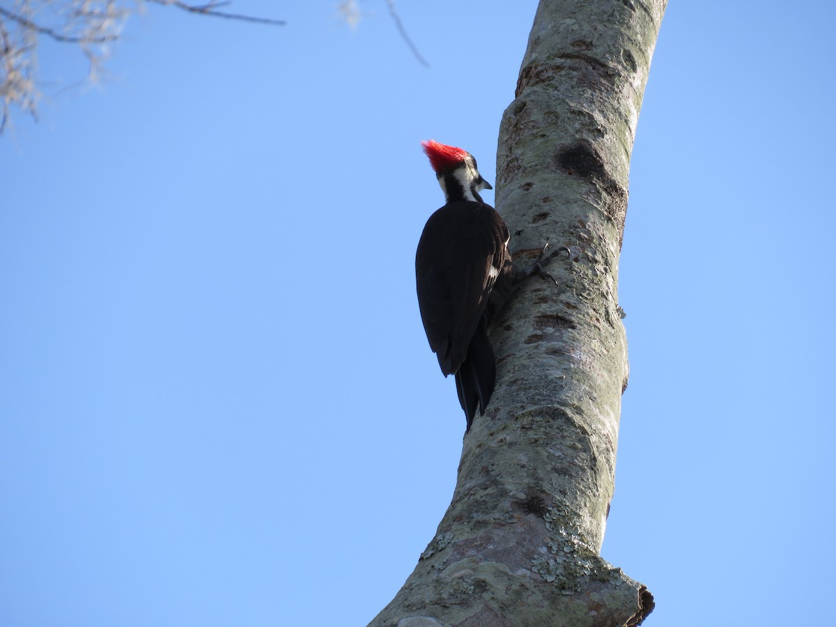 Pileated Woodpecker - ML646635638