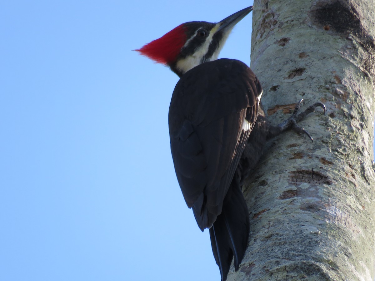 Pileated Woodpecker - ML646635639