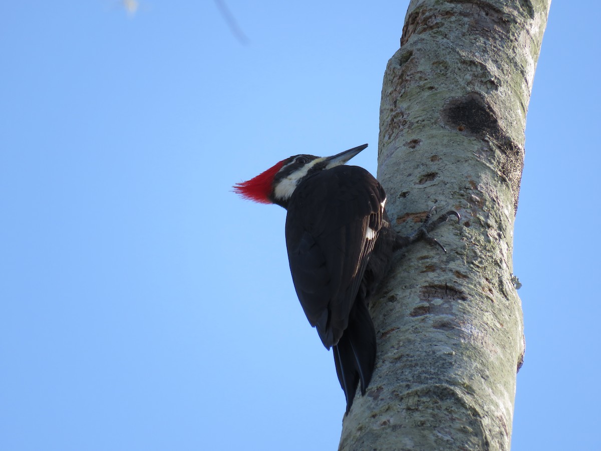Pileated Woodpecker - ML646635641
