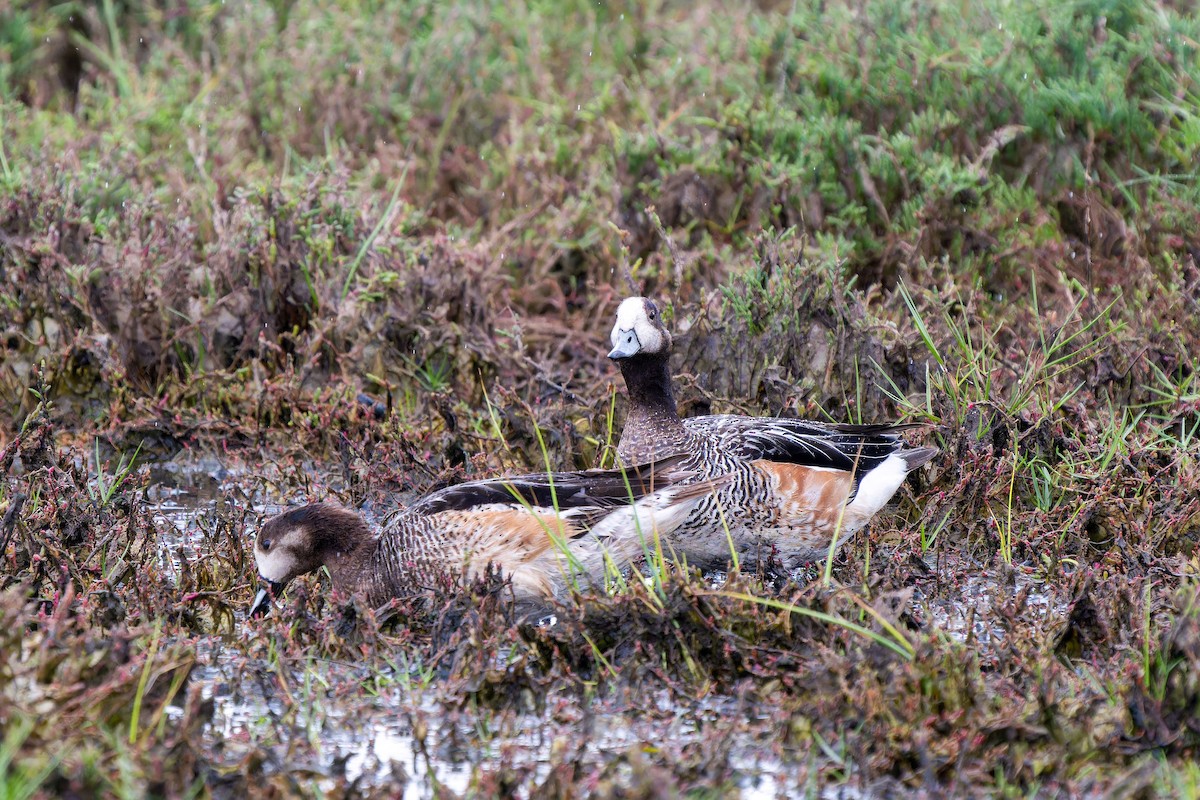 Chiloe Wigeon - ML646635642