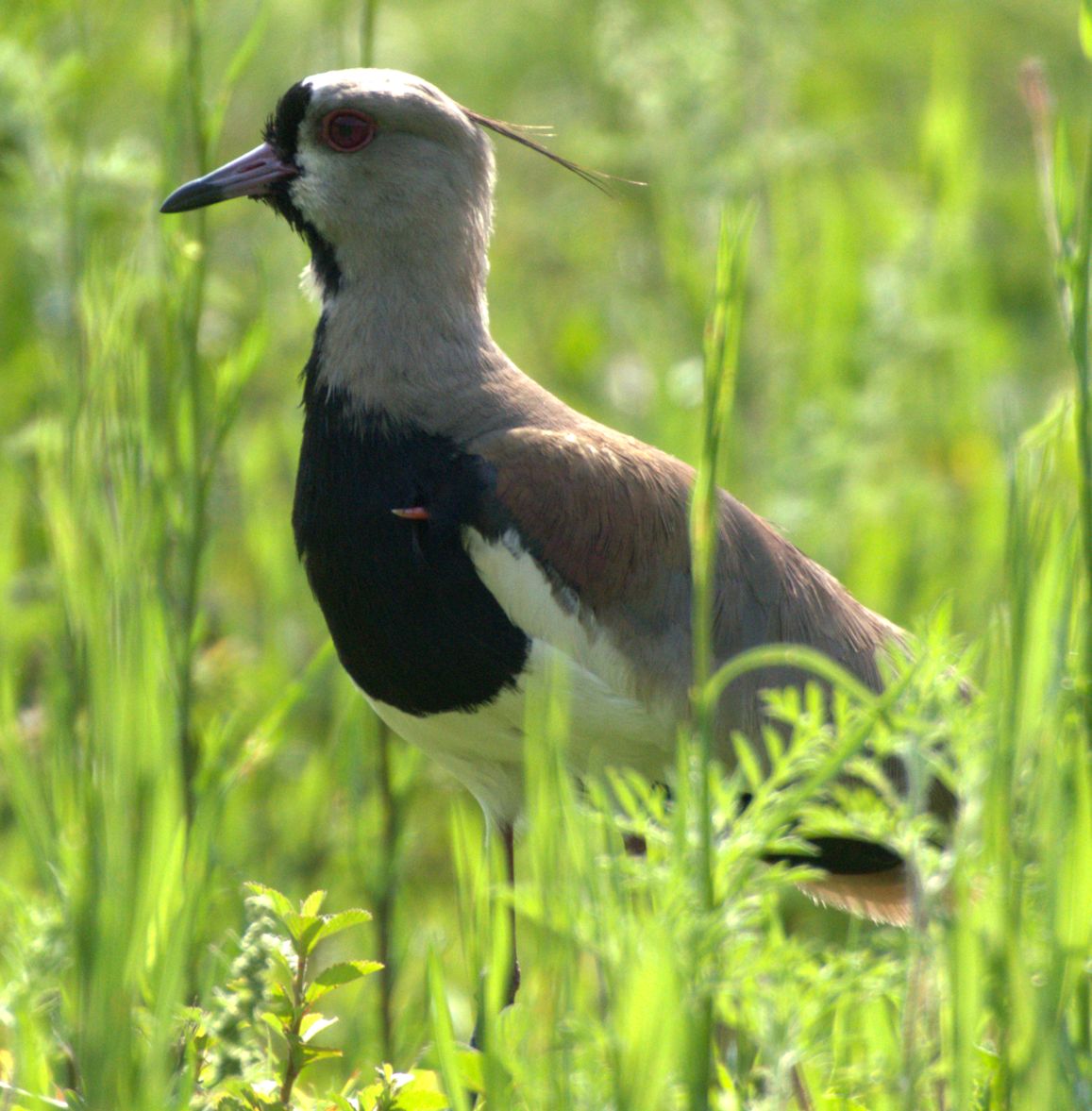 Southern Lapwing - ML646635644