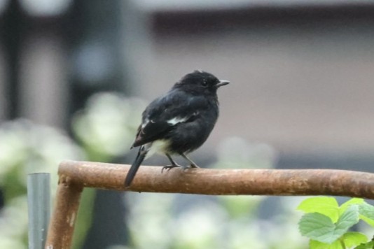 Черный чекан - ML646635647