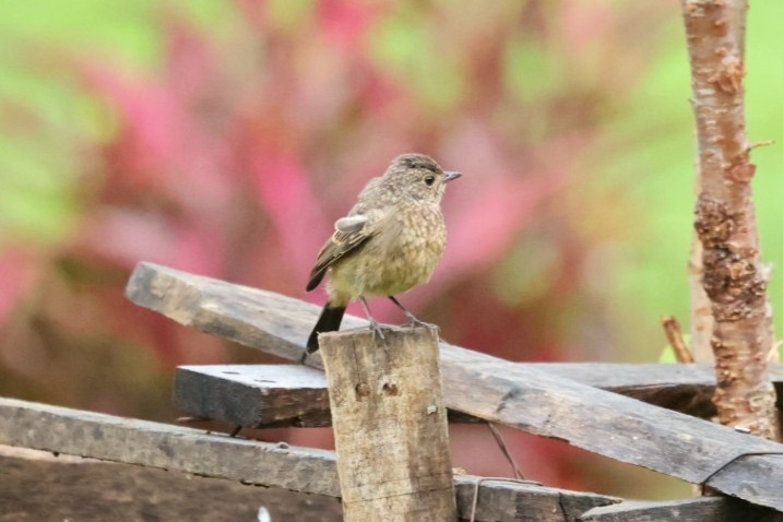 Черный чекан - ML646635648