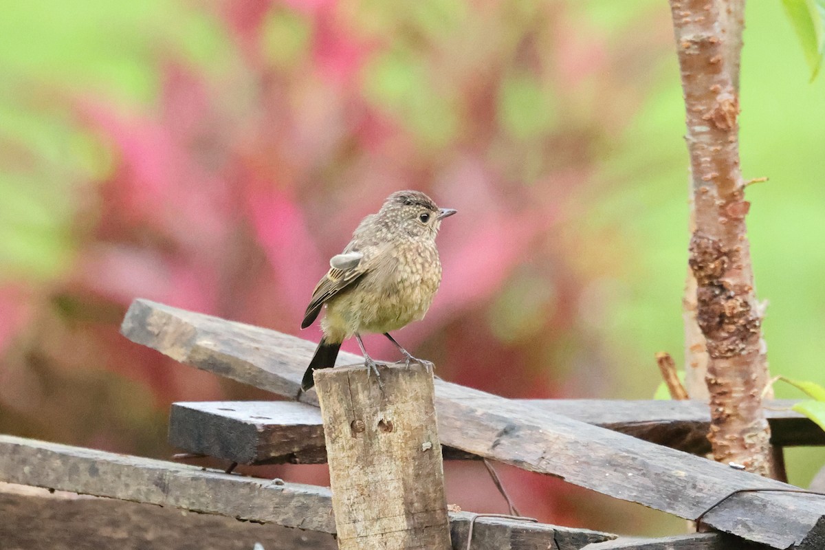 Черный чекан - ML646635649
