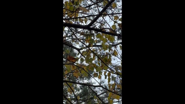 Wilson's Warbler (pileolata) - ML646635650