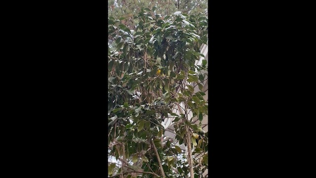 Wilson's Warbler (pileolata) - ML646635651