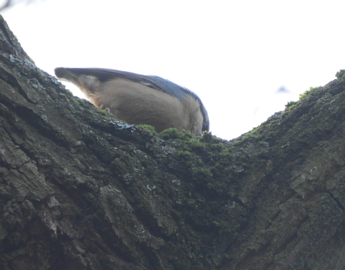 סיטה אירופית - ML646635657