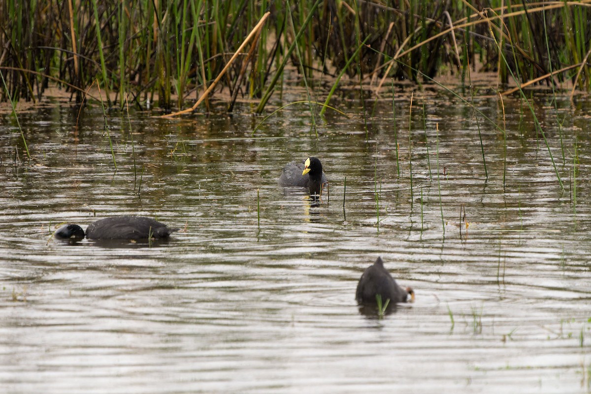 lyska žlutočelá - ML646635660