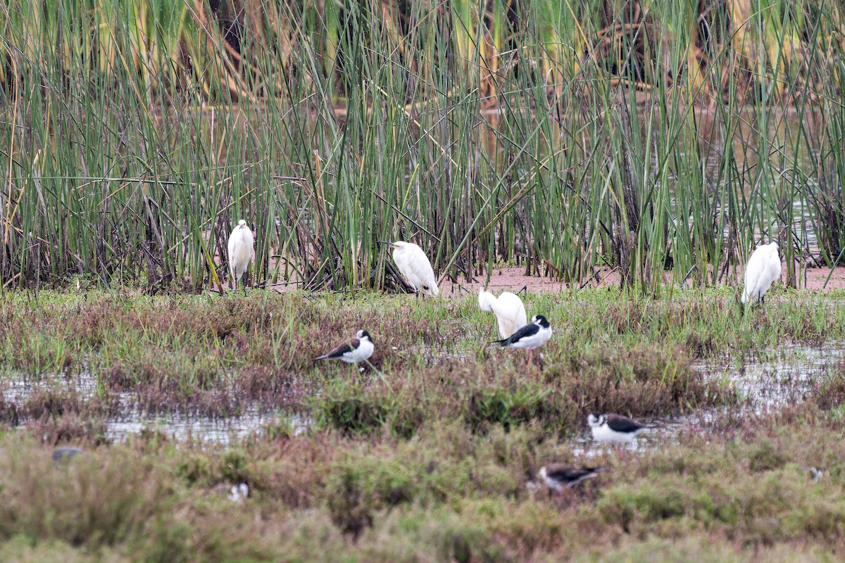 pisila černokrká - ML646635664