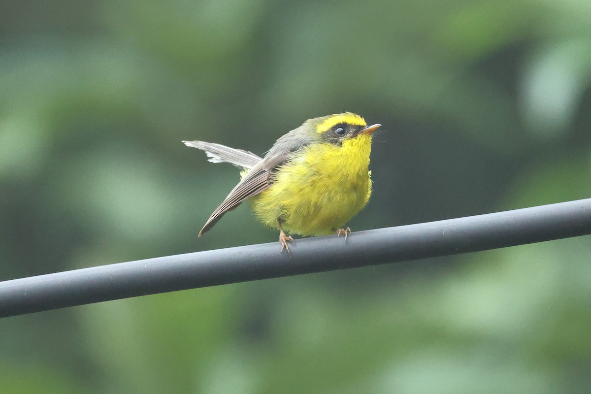 Веерохвостая желтобровка - ML646635666