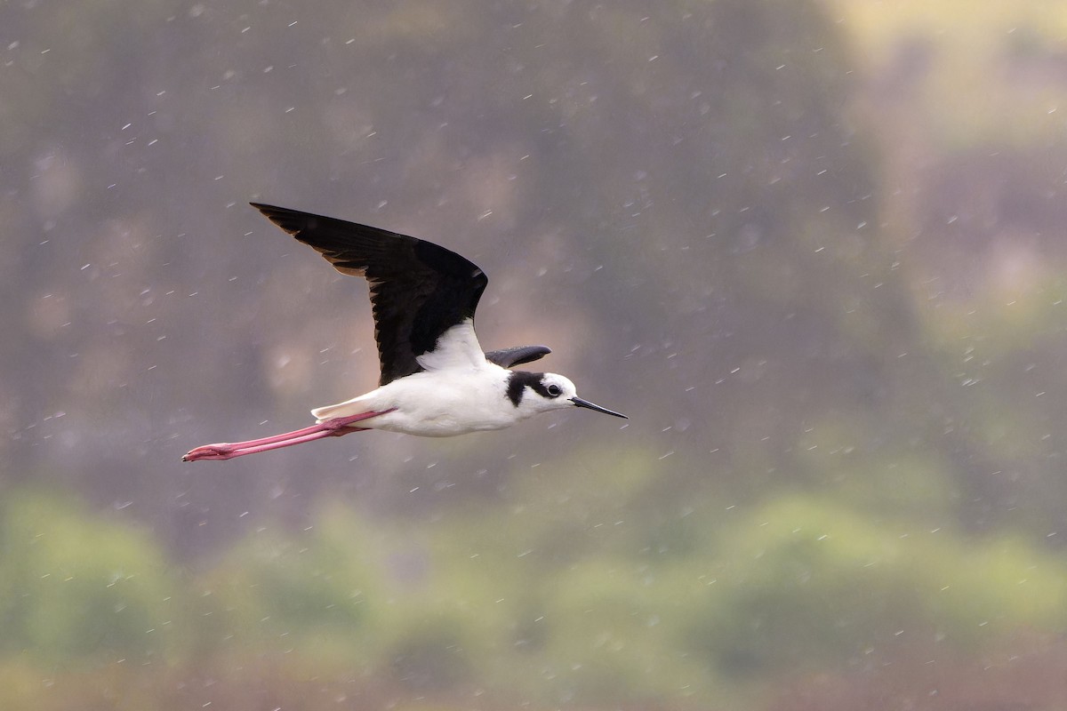 pisila černokrká - ML646635667