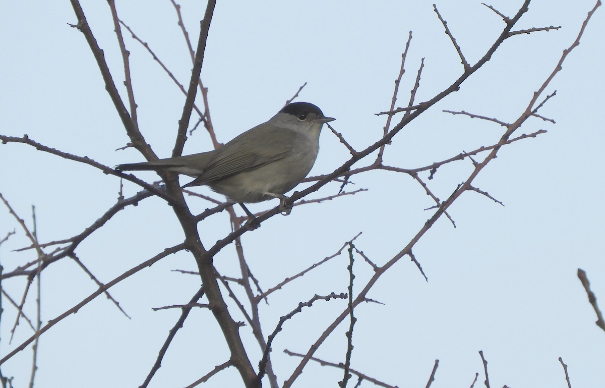 סבכי שחור-כיפה - ML646635669