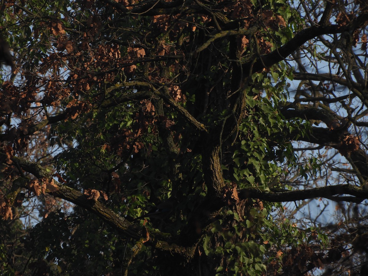 סבכי שחור-כיפה - ML646635670