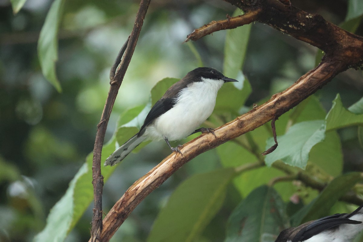 Черно-белая сибия - ML646635671