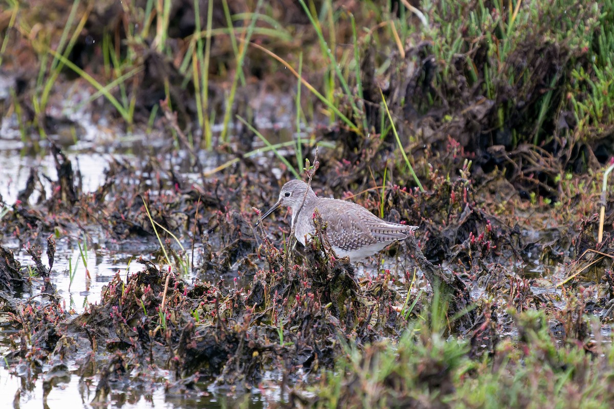 vodouš žlutonohý - ML646635674