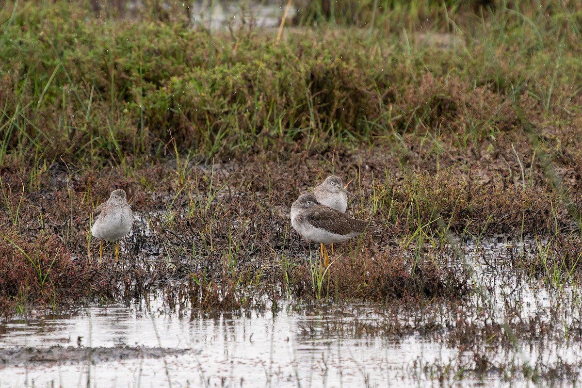 vodouš velký - ML646635675