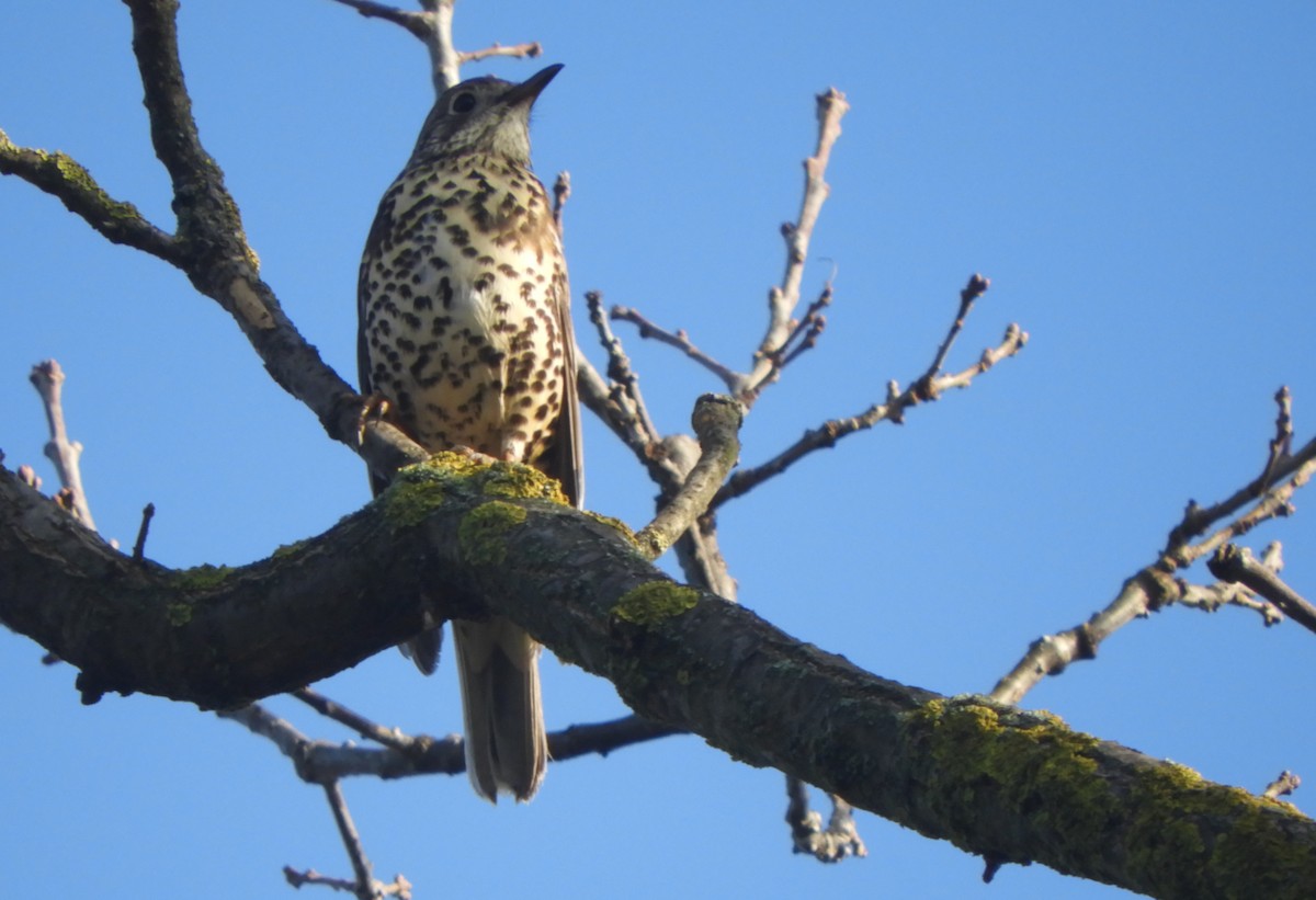 קיכלי גדול - ML646635676