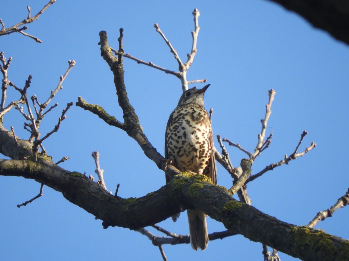 קיכלי גדול - ML646635677