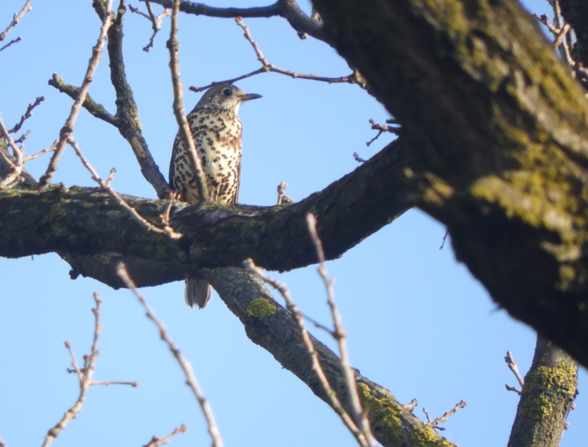 קיכלי גדול - ML646635678