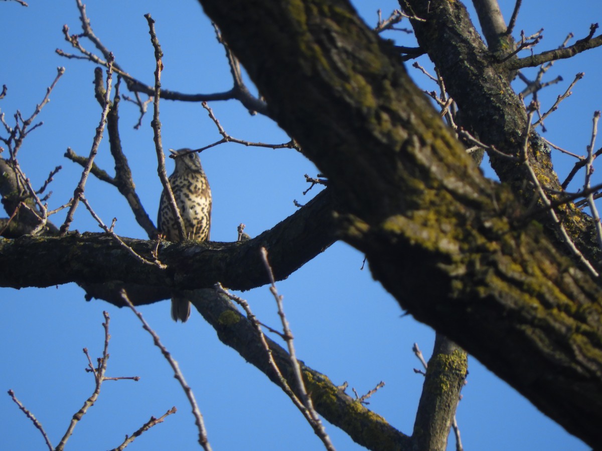קיכלי גדול - ML646635679