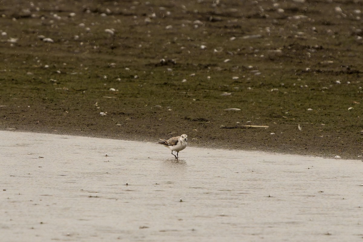 jespák písečný - ML646635687