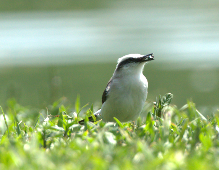 Masked Water-Tyrant - ML646635694