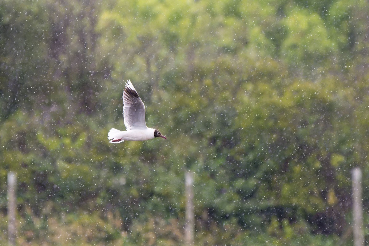 racek patagonský - ML646635695