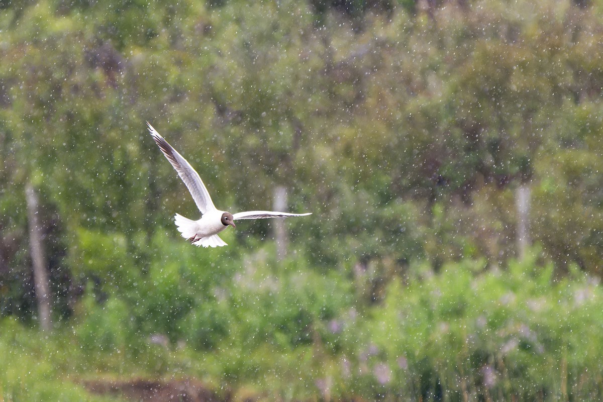 racek patagonský - ML646635696