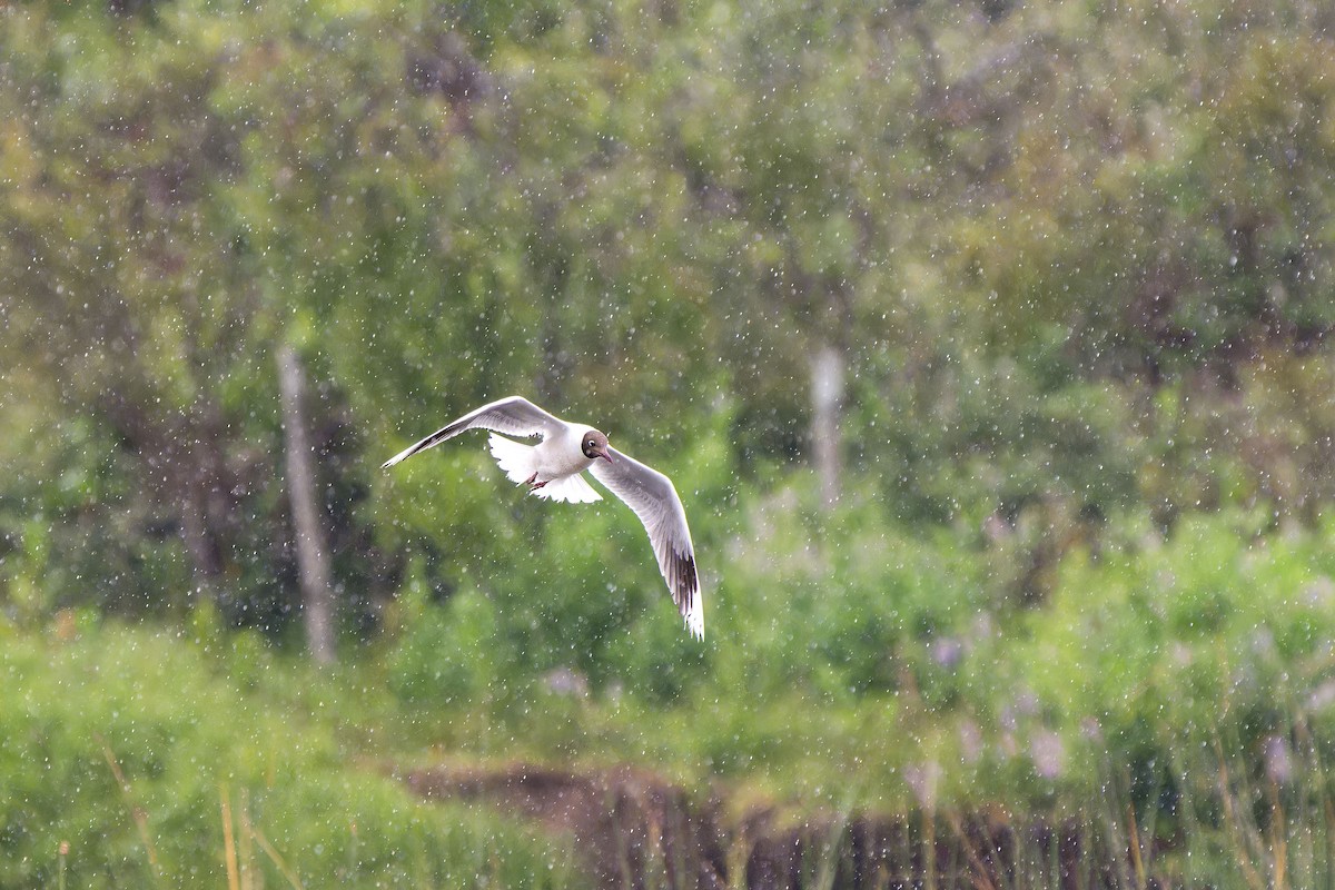 racek patagonský - ML646635697