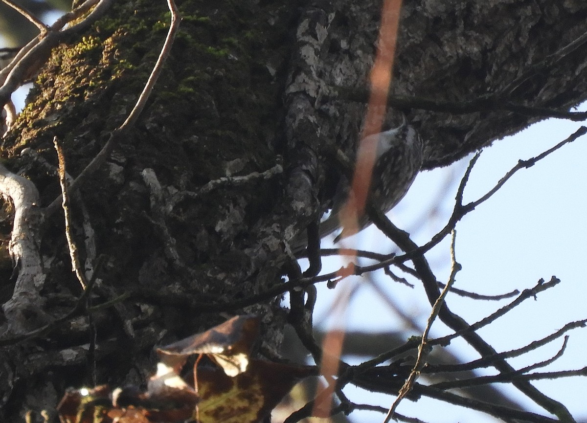 טפס-עצים אירופי - ML646635699