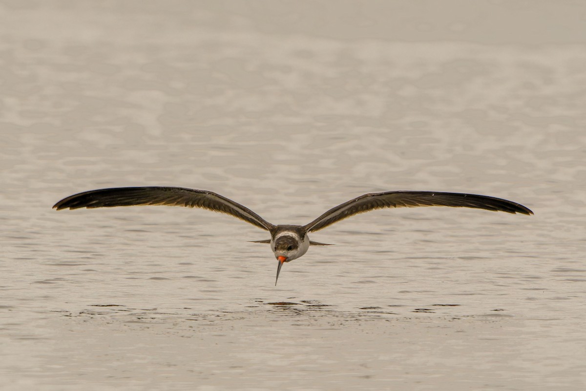 zoboun americký - ML646635700