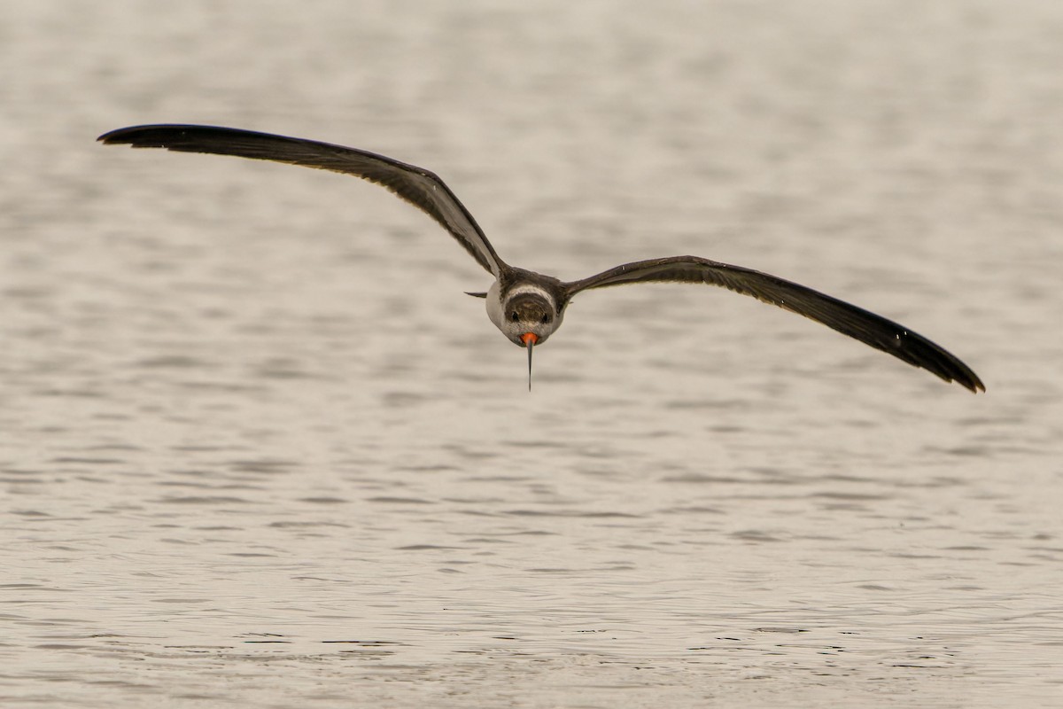 zoboun americký - ML646635701