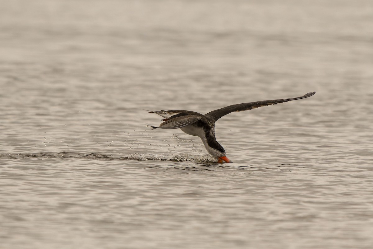 zoboun americký - ML646635702