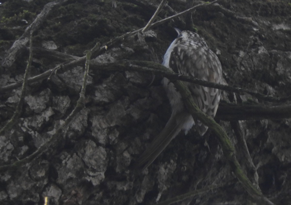 טפס-עצים אירופי - ML646635703