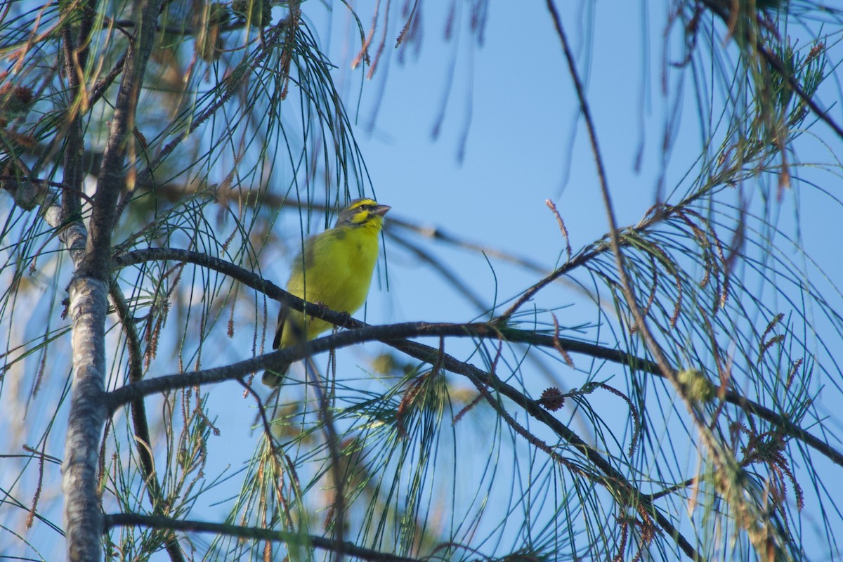 Мозамбикский канареечник - ML646635704