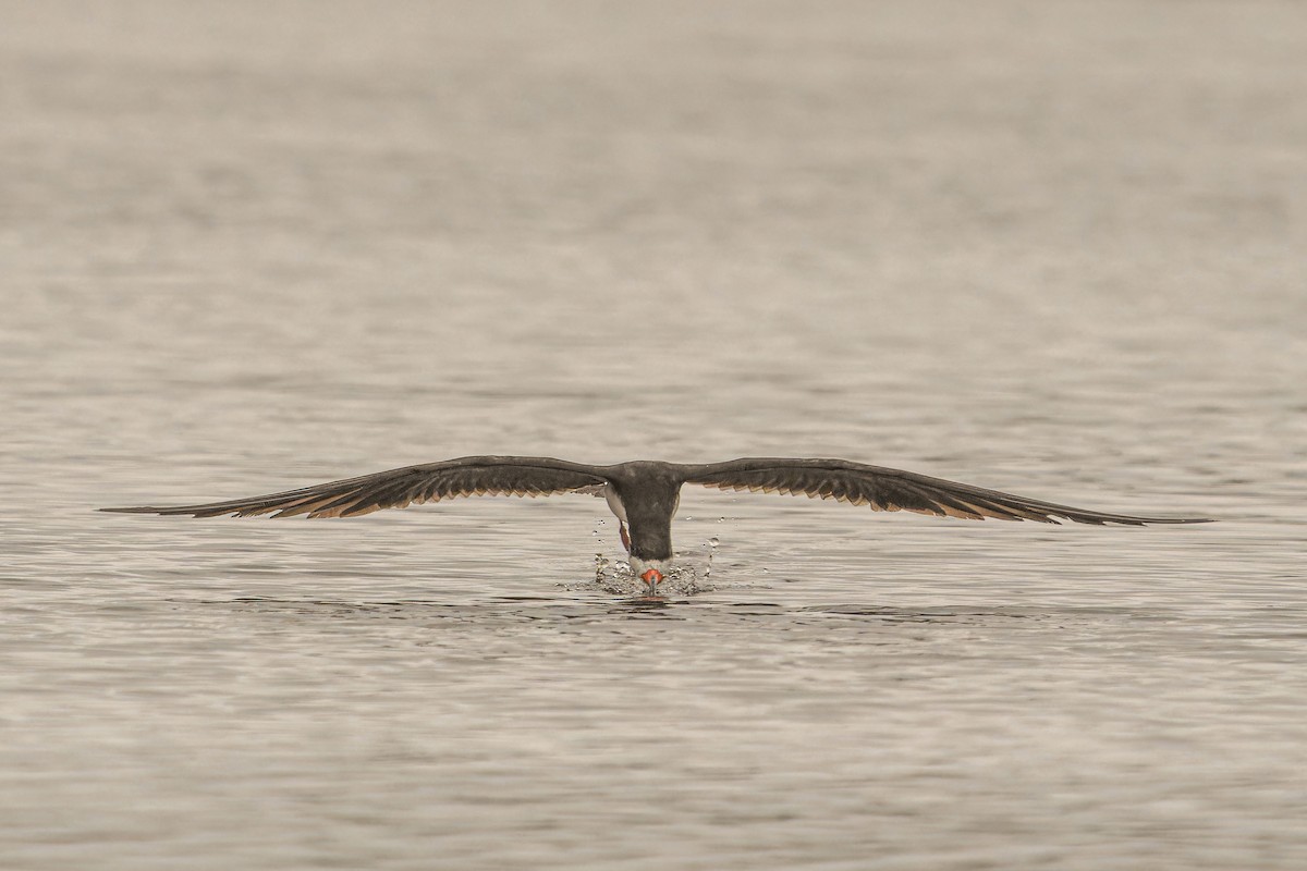 zoboun americký - ML646635706