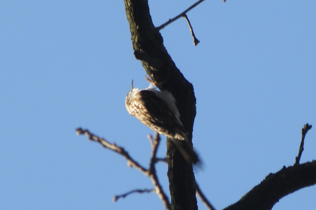 טפס-עצים אירופי - ML646635707