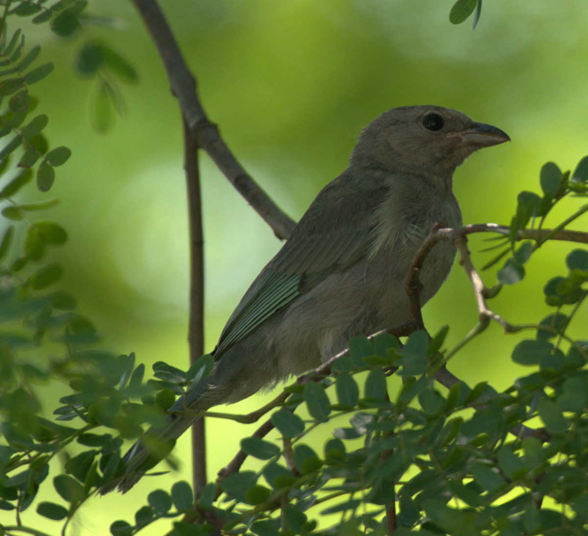 Sayaca Tanager - ML646635708